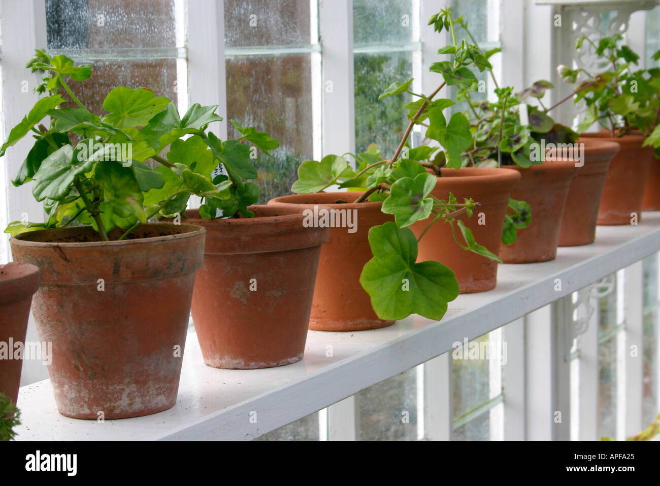 Pot plants on greenhouse shelf Stock Photo Alamy