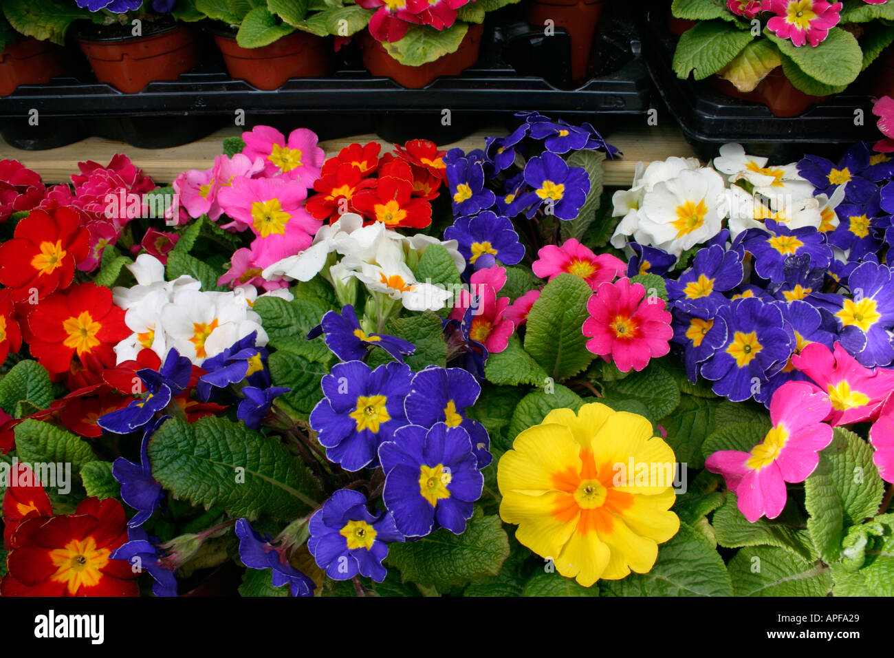 Primrose nursery hi-res stock photography and images - Alamy