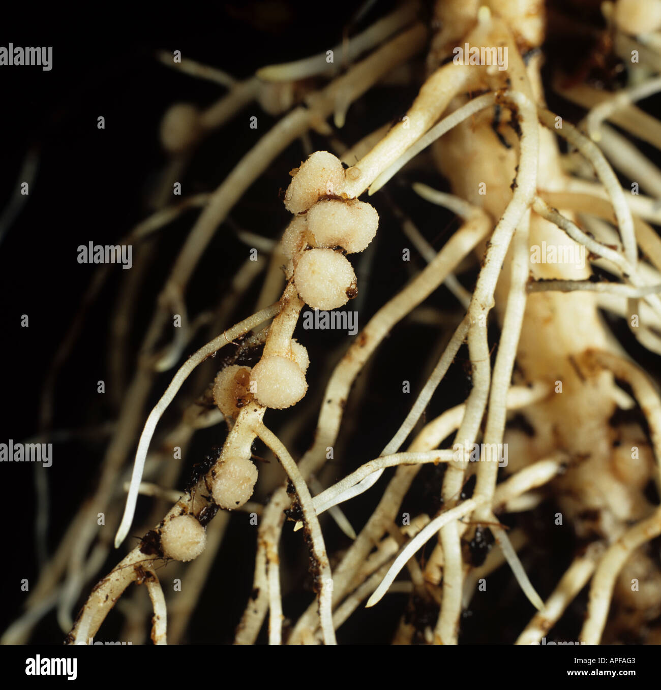Rhizobium root nodules on broad or field bean for nitrogen fixation Stock Photo