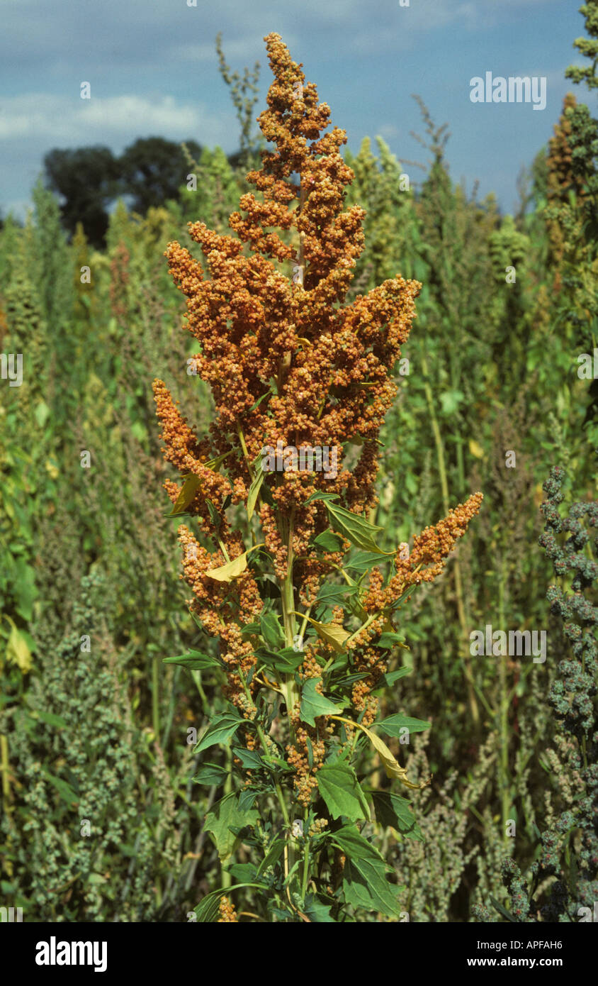 Ripening seehead of quinoa Chenopodium quinoa used as a grain substitute in cooking Stock Photo
