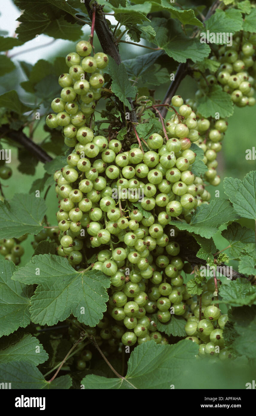 Good unripe fruit of red currants on the bush Germany Stock Photo