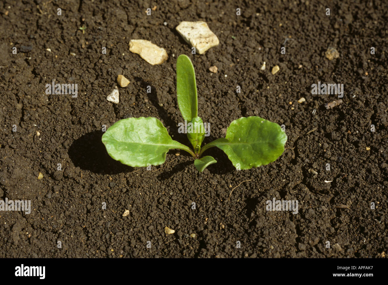 Sugar beet seedling with cotyledons and two true leaves Stock Photo