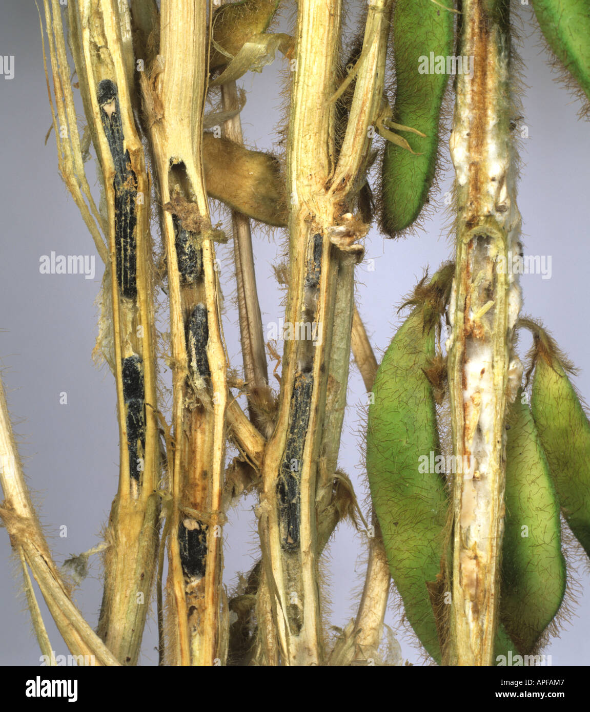Stem rot Sclerotinia sclerotiorum sectioned soybean stem showing sclerotia Stock Photo