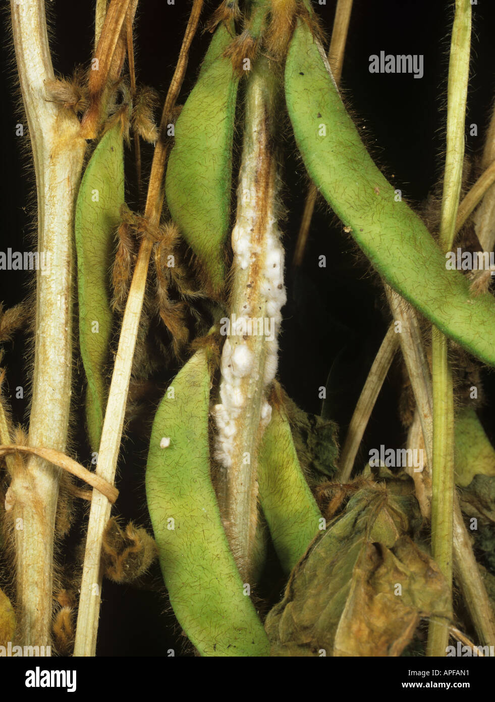 Stem rot Sclerotinia sclerotiorum mycelium on soybean stems Stock Photo