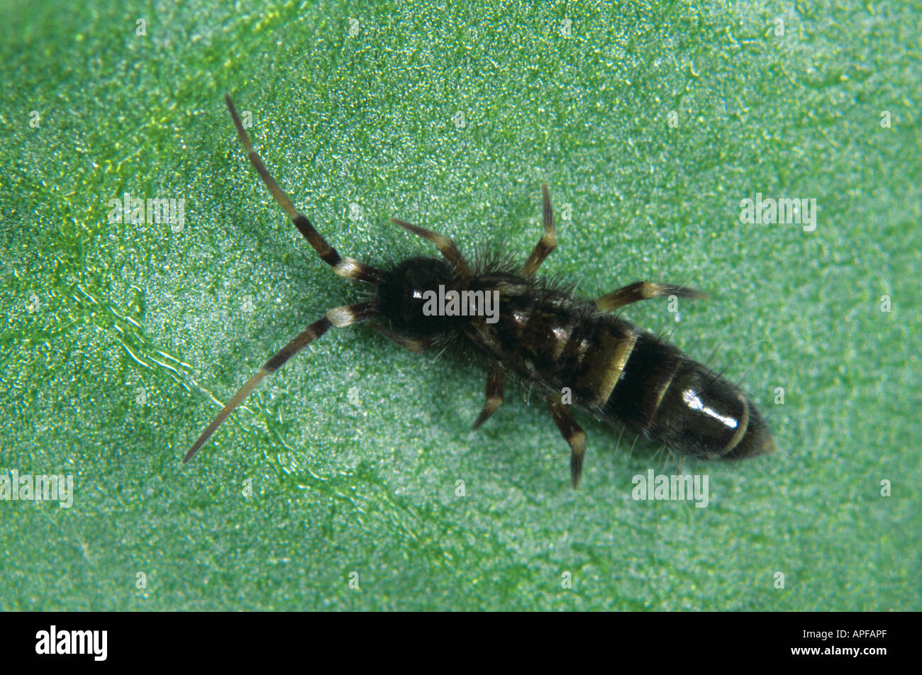 Unidentified adult springtail Stock Photo