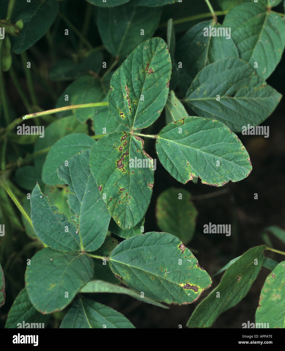 Bacterial blight Pseudomonas syringae pv glycinea on soya bean foliage ...