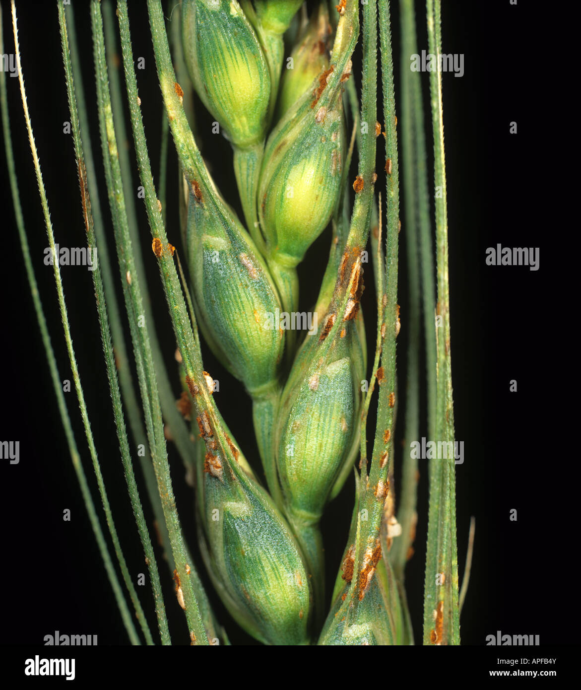 Black stem rust Puccinia graminis on wheat ear and grains USA Stock Photo