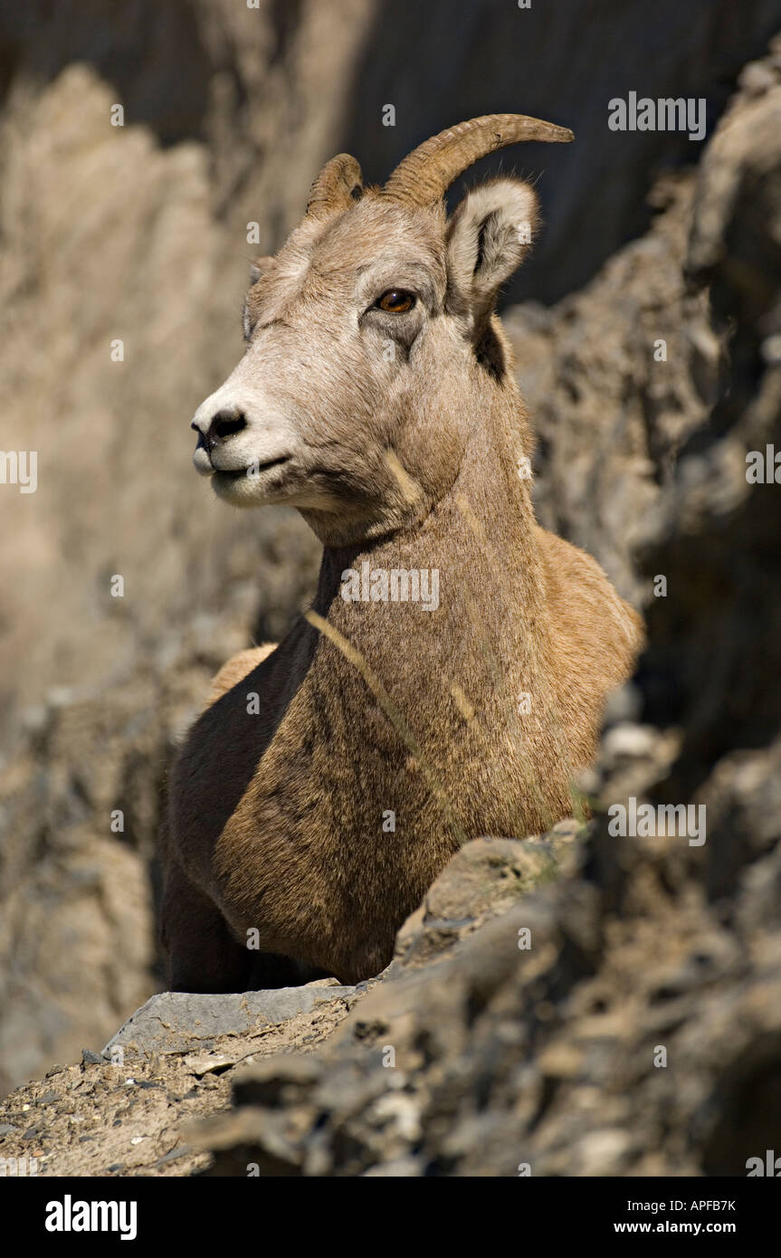 A Bighorn ewe portrait Stock Photo