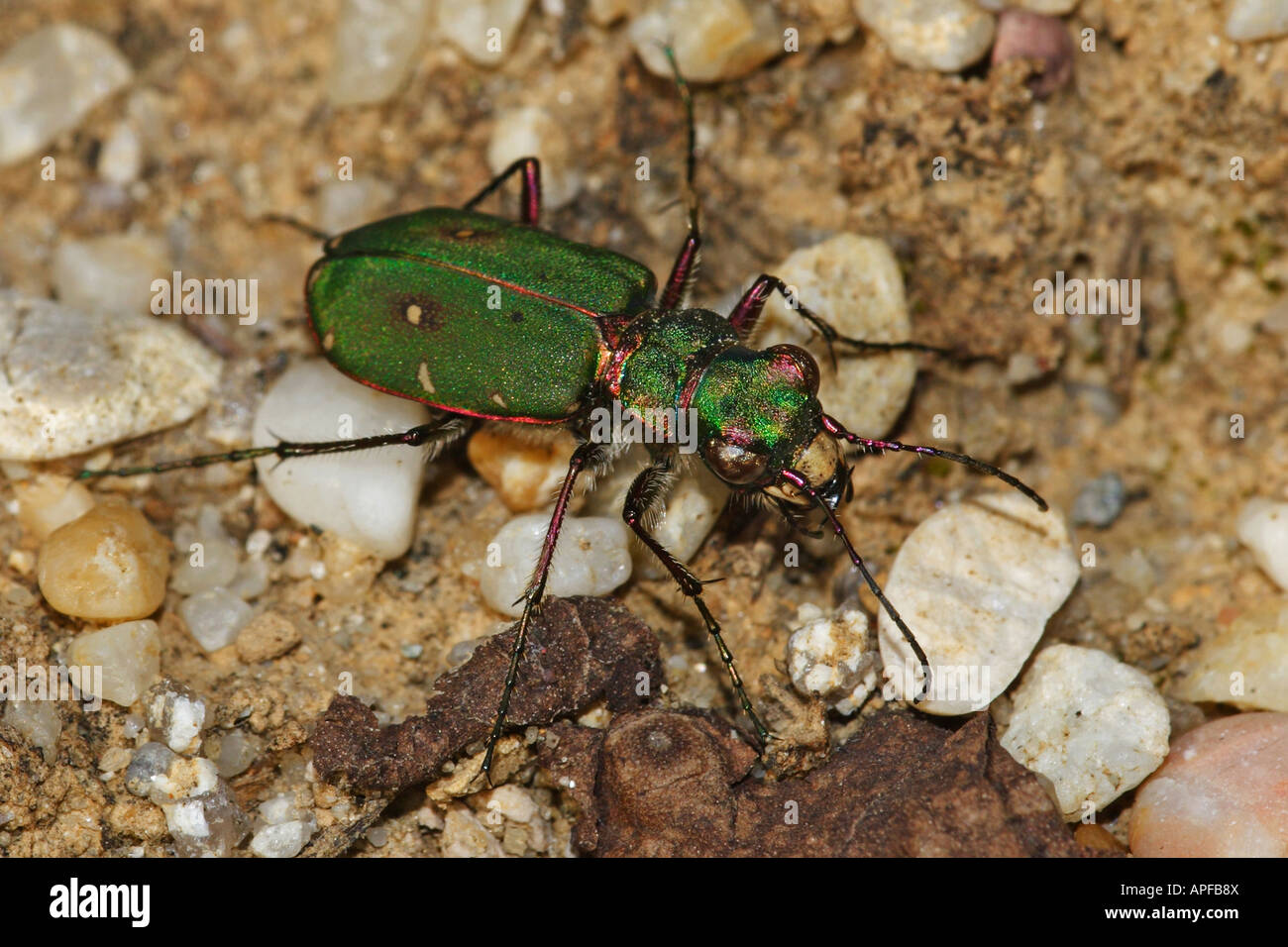 Green Tiger Beetle (Cicindela campestris) Stock Photo