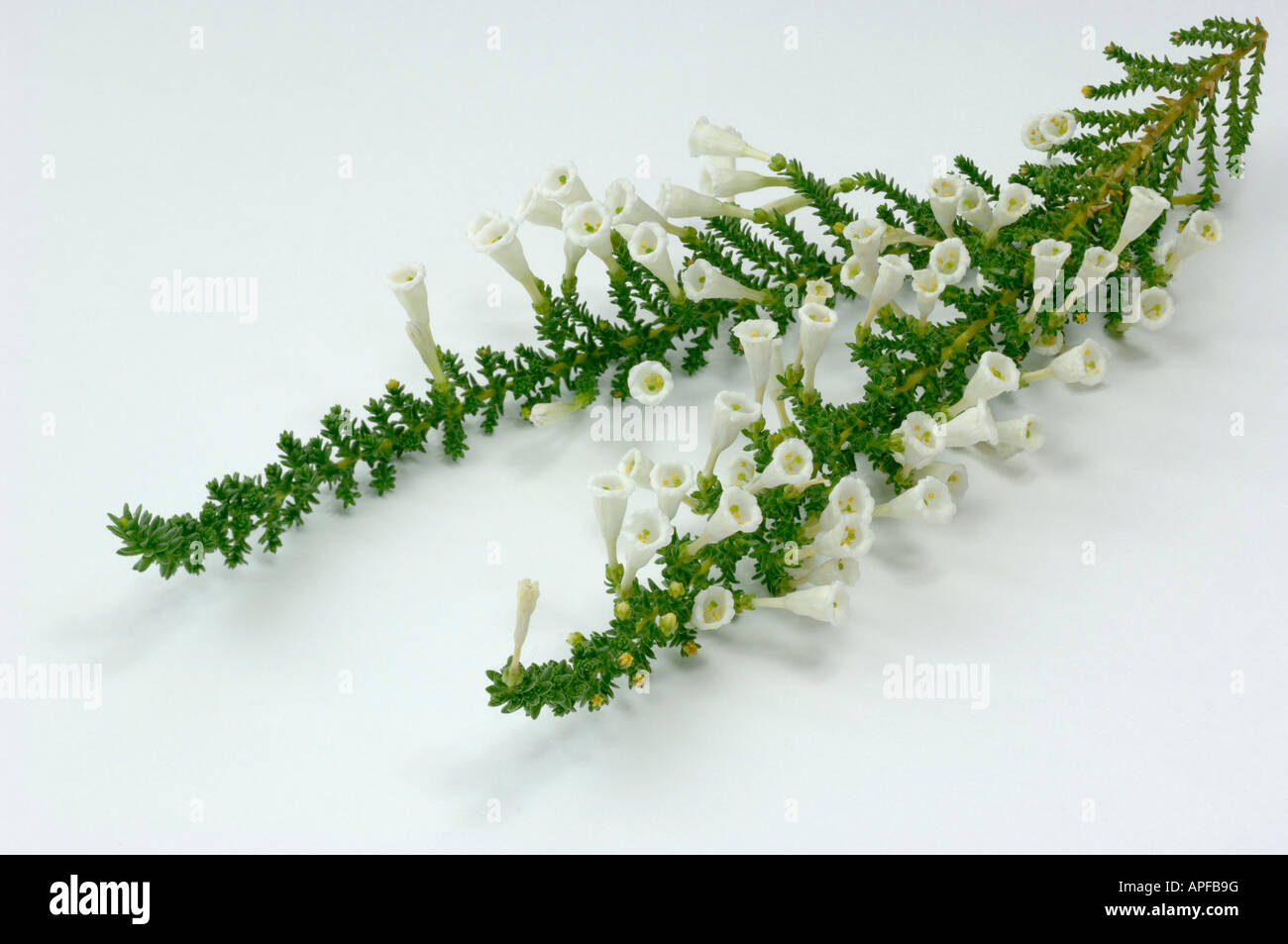Pichi (Fabiana imbricata), flowering twigs, studio picture Stock Photo