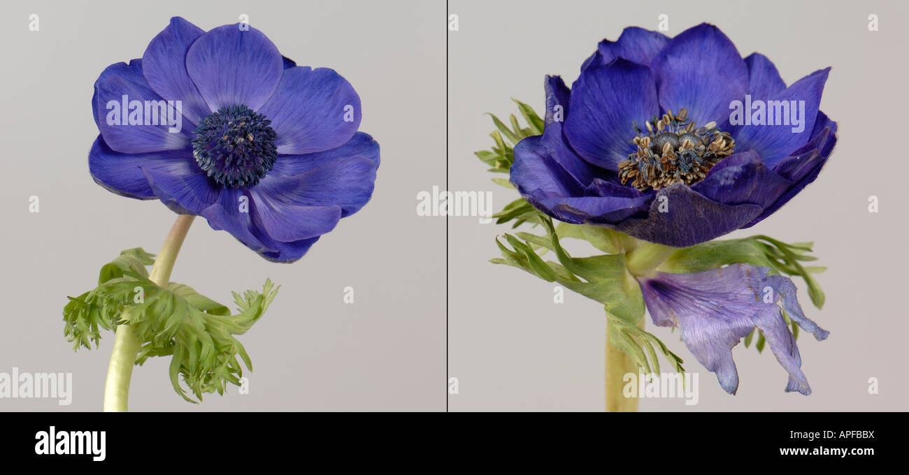 Petal replacing sepal in the calyx of an Anemone coronaria flower compared to normal Stock Photo