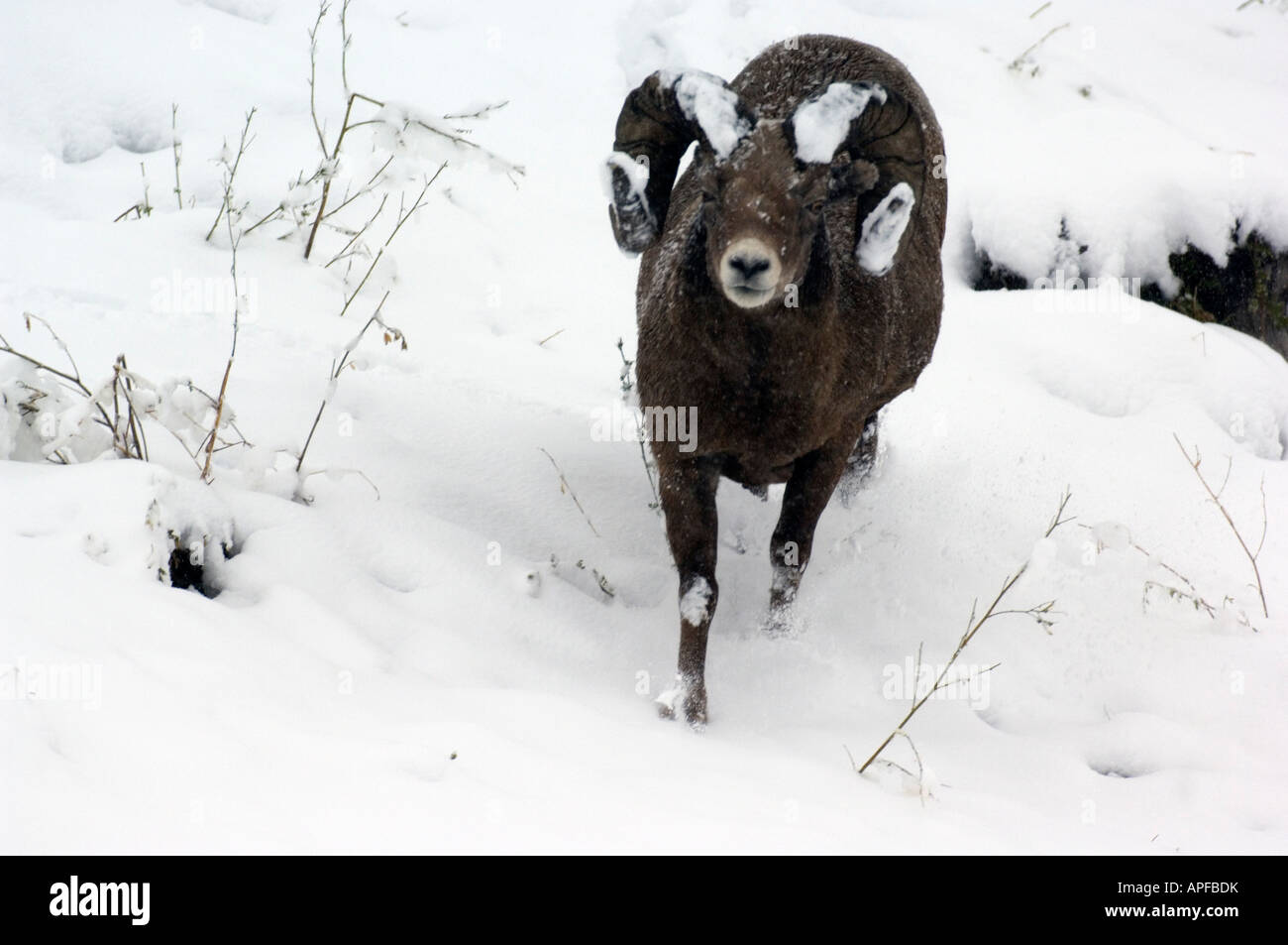 Rocky Mountain Sheep running in the snow Stock Photo