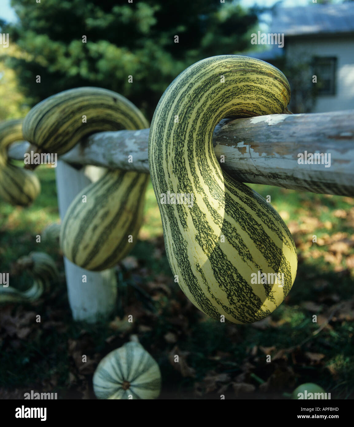 Large ornamental gourd hanging on a wooden fence in Tennessee USA Stock Photo