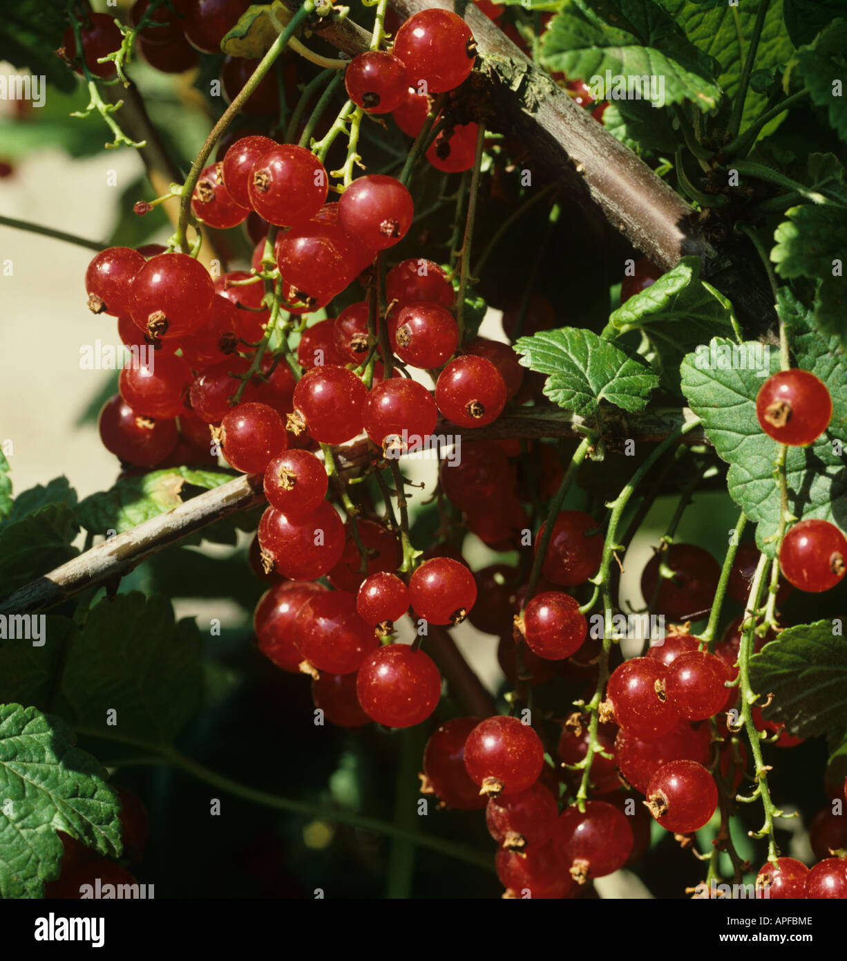 Ripe redcurrant fruit on the bush Stock Photo