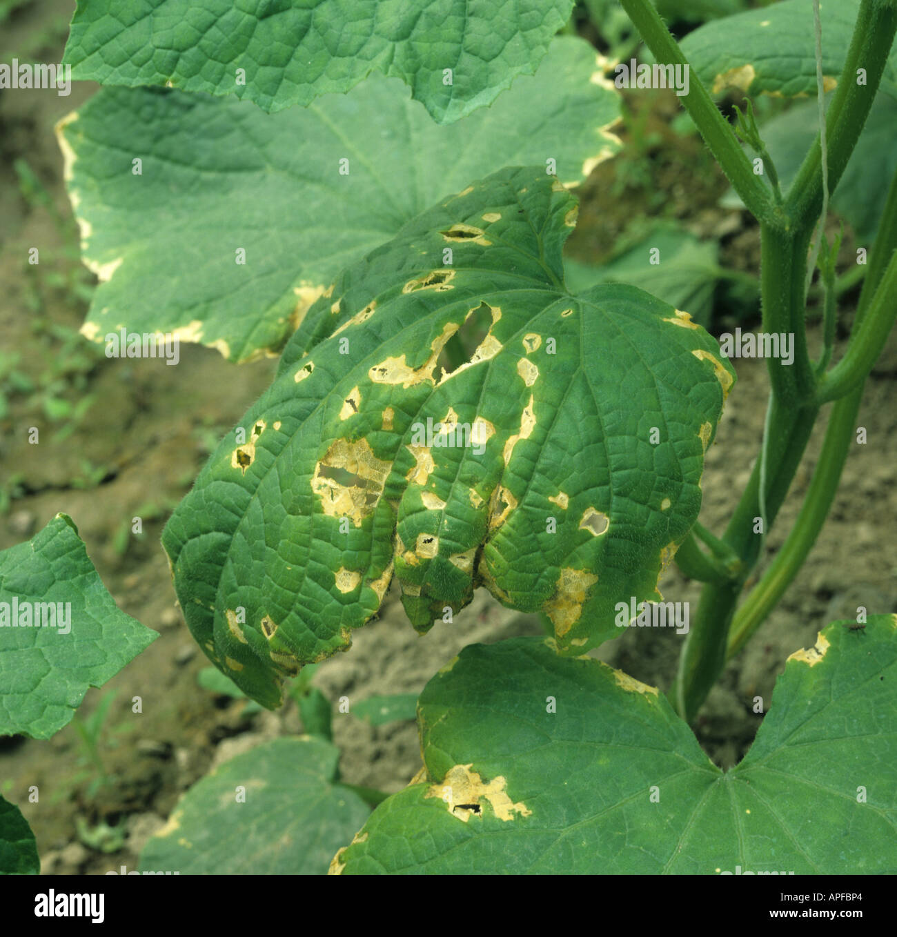 Downy mildew Pseudoperonospora cubensis lesions on a cucumber leaf Greece Stock Photo