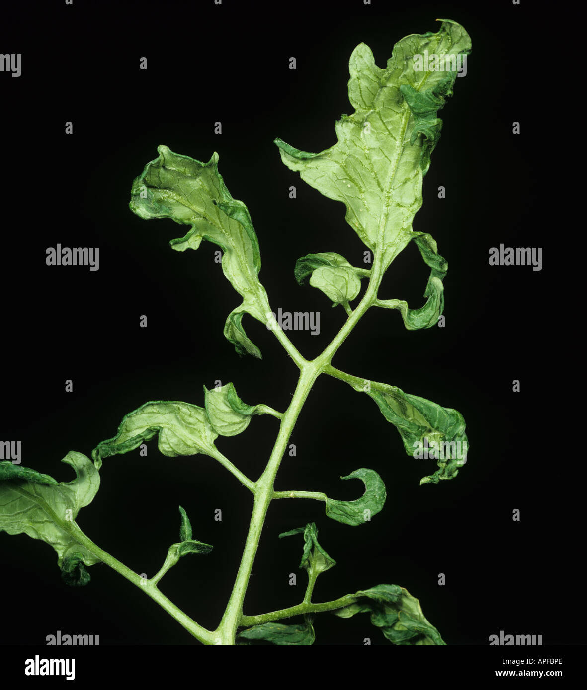 Fern leaf a sympton of cucumber mosaic virus on tomato Stock Photo 9014189 Alamy Fern leaf a sympton of cucumber mosaic virus on tomato Stock Photo 9014189 Alamy