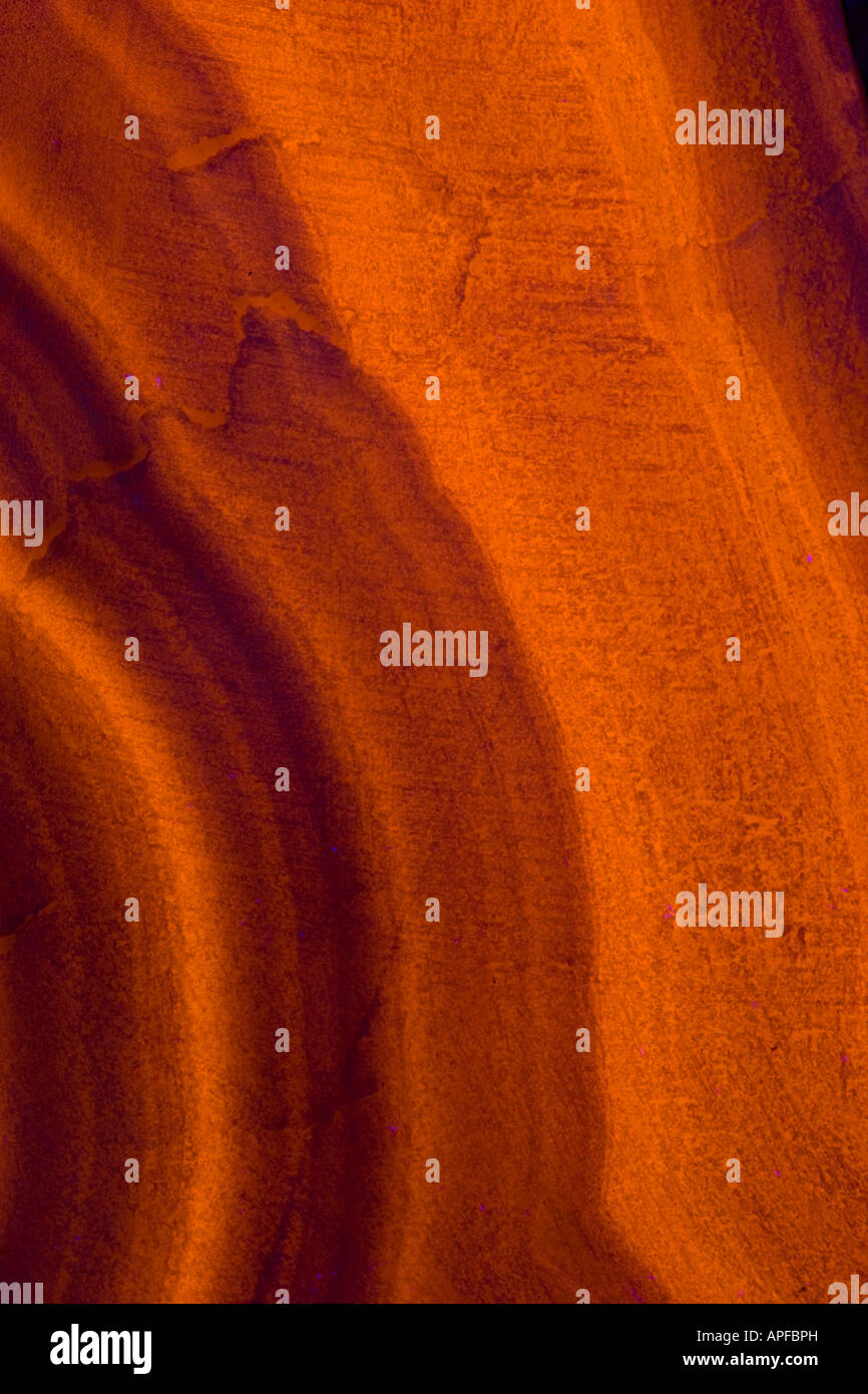 Fluorescent Mineral Manganocalcite Casapalca, Peru Photographed under