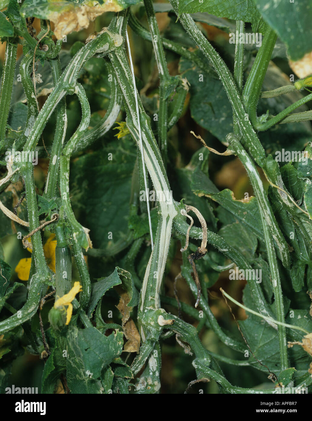 Phomopsis Phomopsis sclerotioides lesions on a cucumber stem Stock Photo