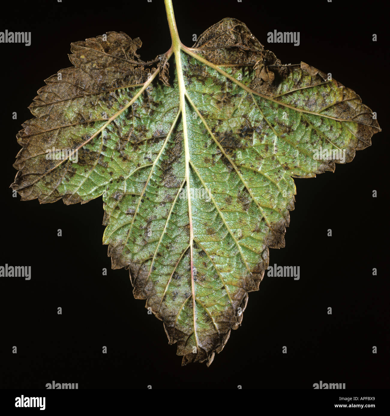 Currant leaf spot Pseudopeziza ribis on currant leaf Stock Photo