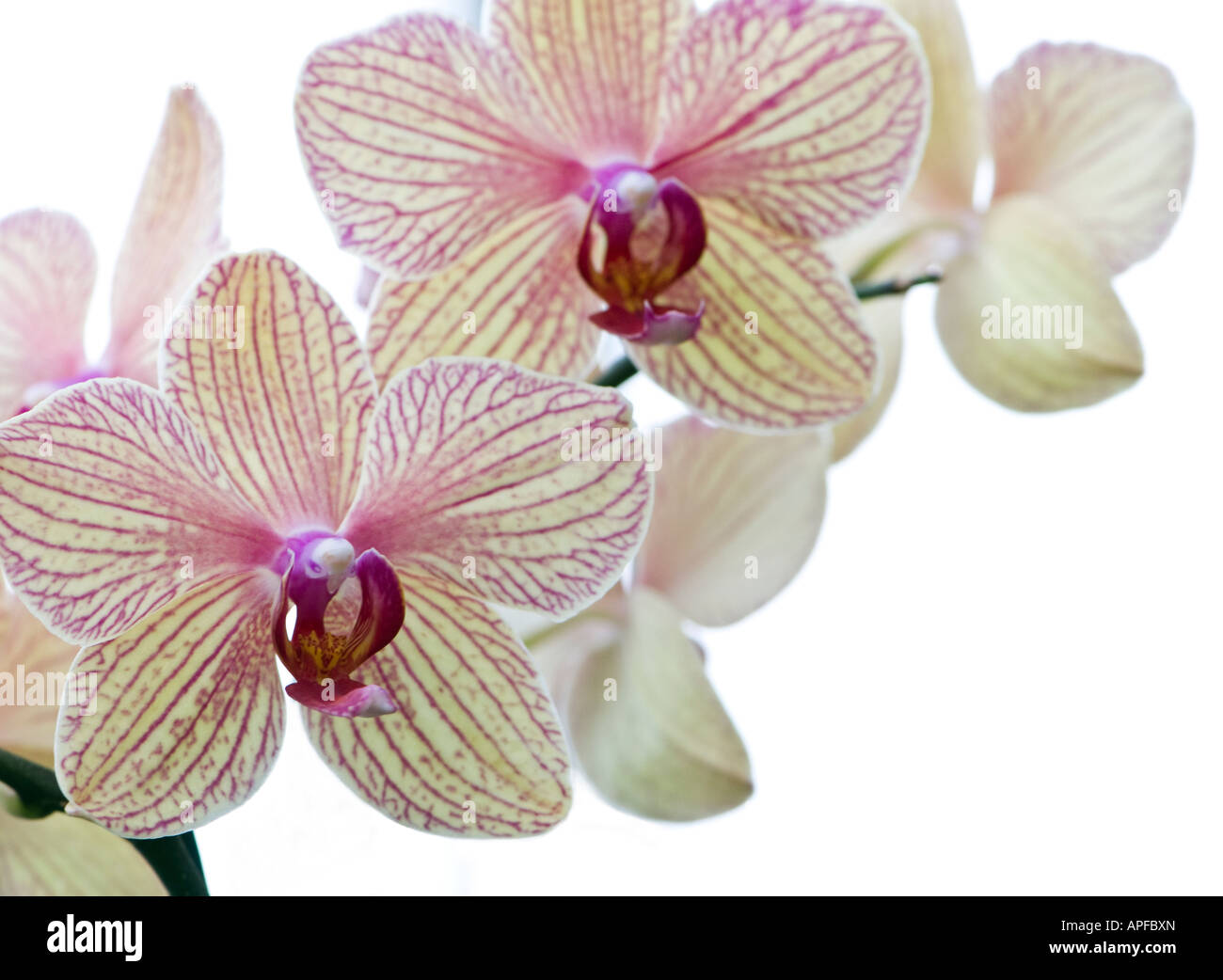 Phalaenopsis or moth orchid Stock Photo
