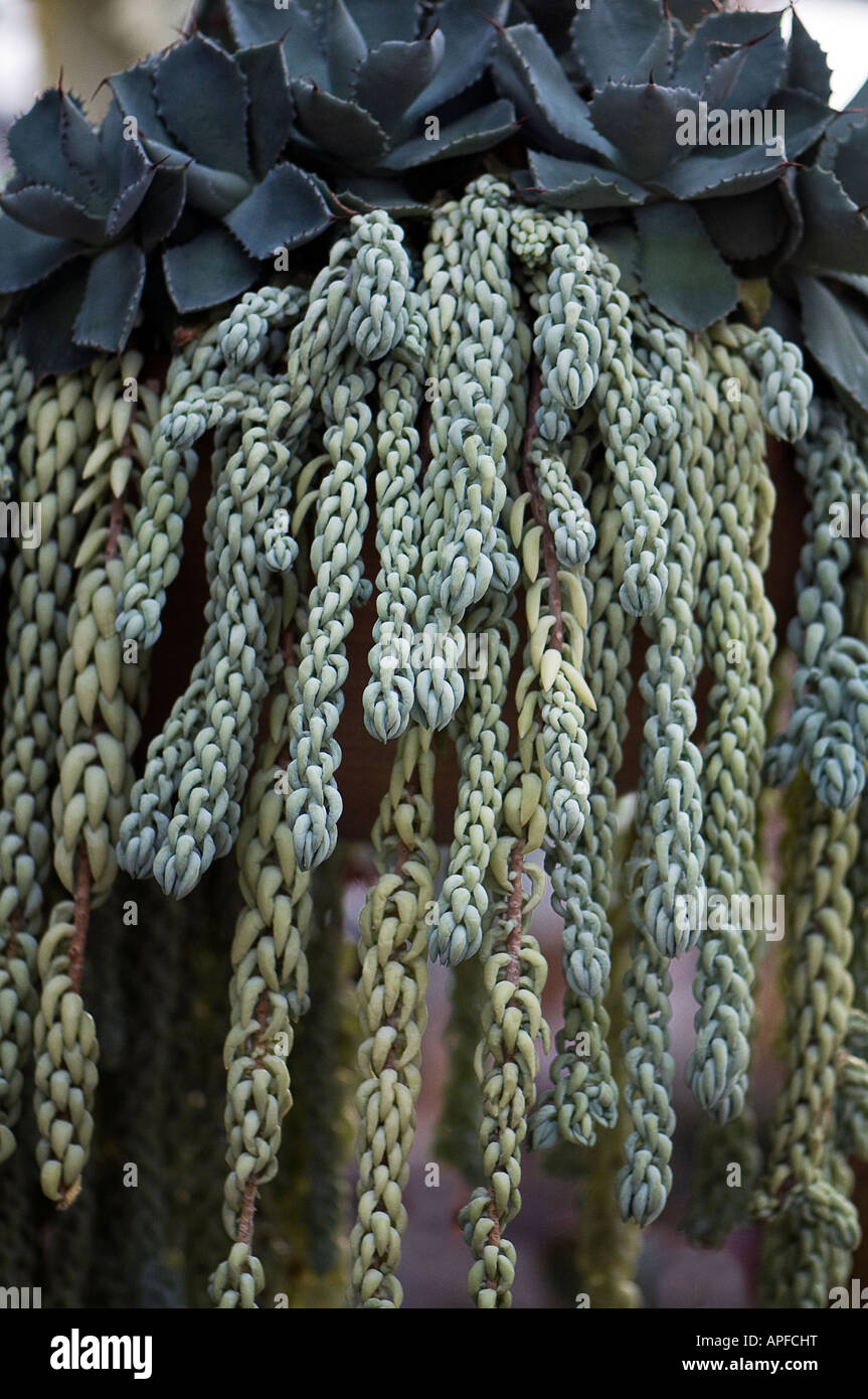 Sedum morganianum hanging from pot Stock Photo