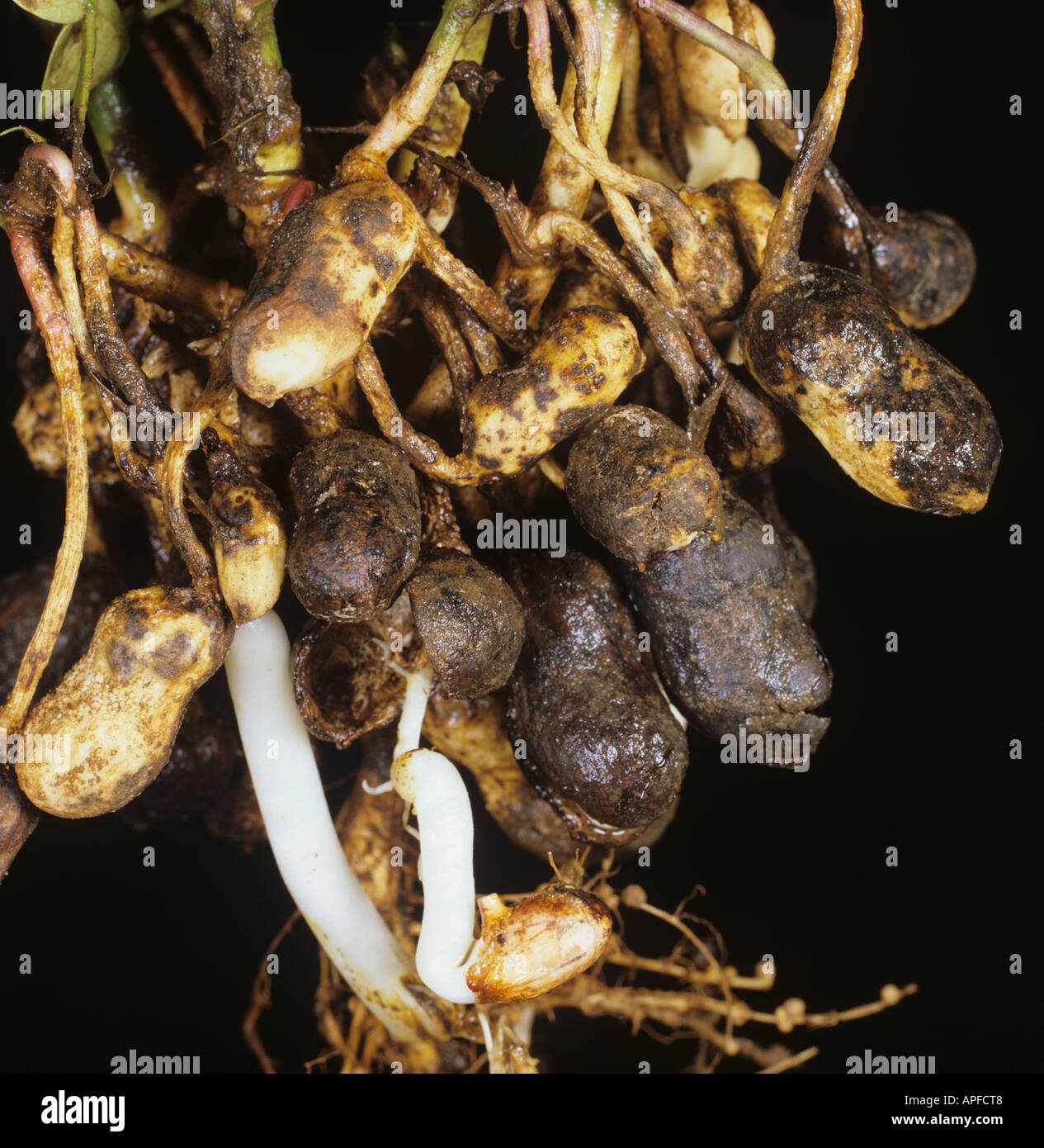 Blackhull (Thielaviopsis basicola) disease damage to peanut roots, South Africa Stock Photo