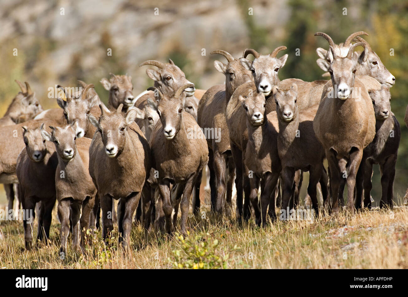 A herd of Bighorn Sheep Stock Photo