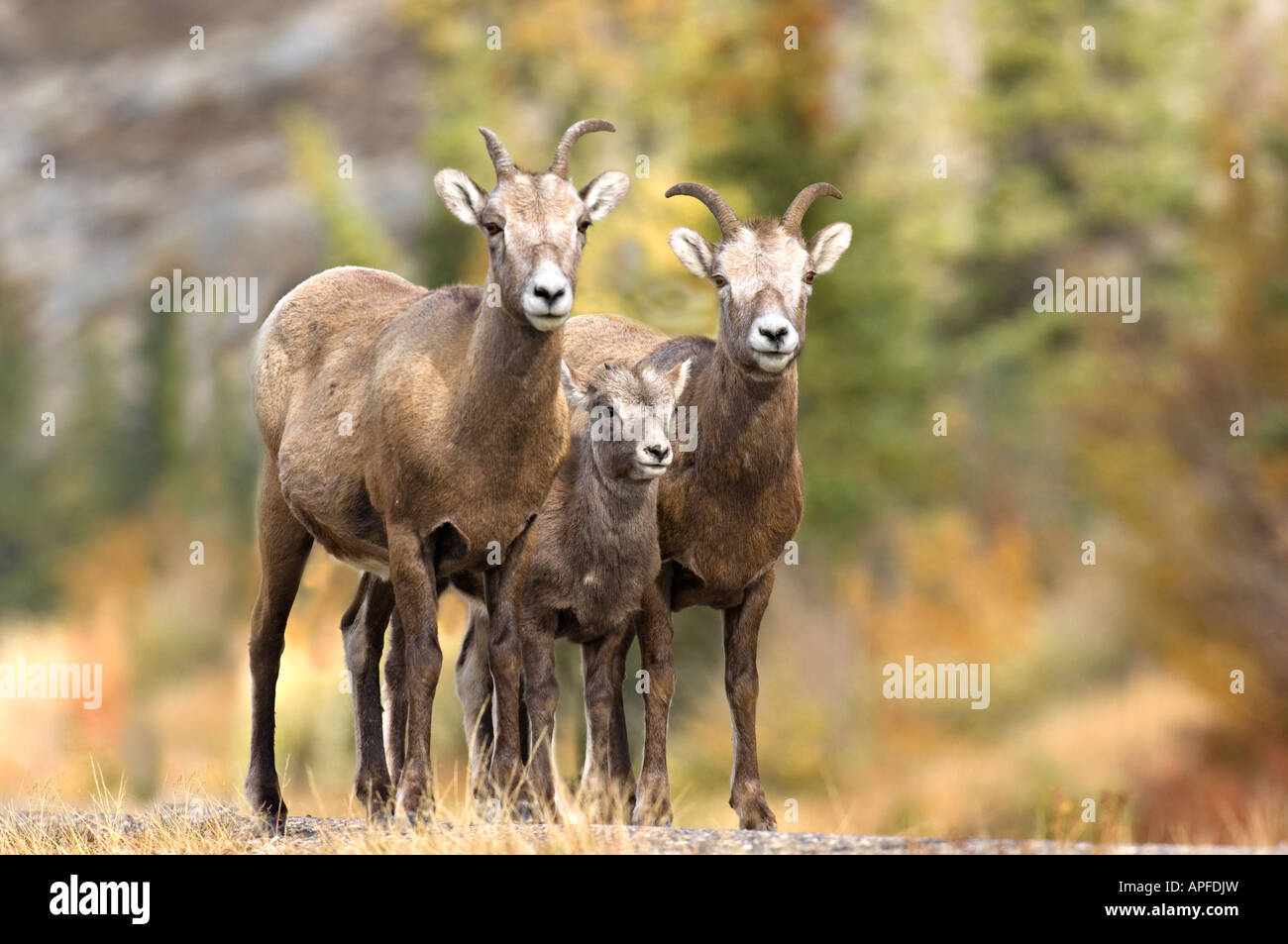 A family of Bighorn Sheep Stock Photo