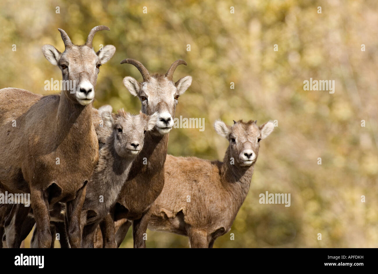 A family of Bighorn Sheep Stock Photo