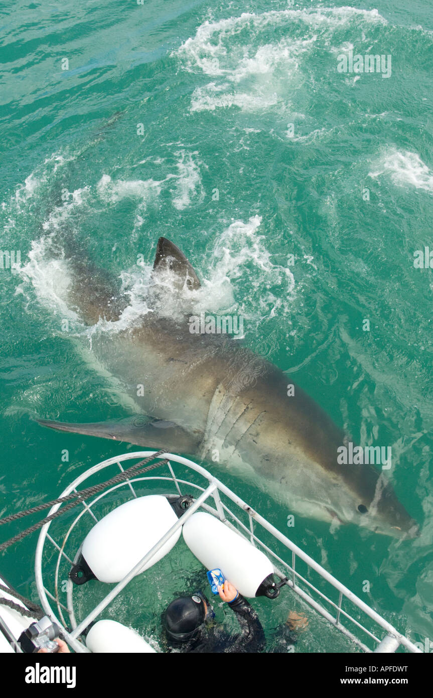 Great White Shark and shark diving cage near Cape Town, South Africa