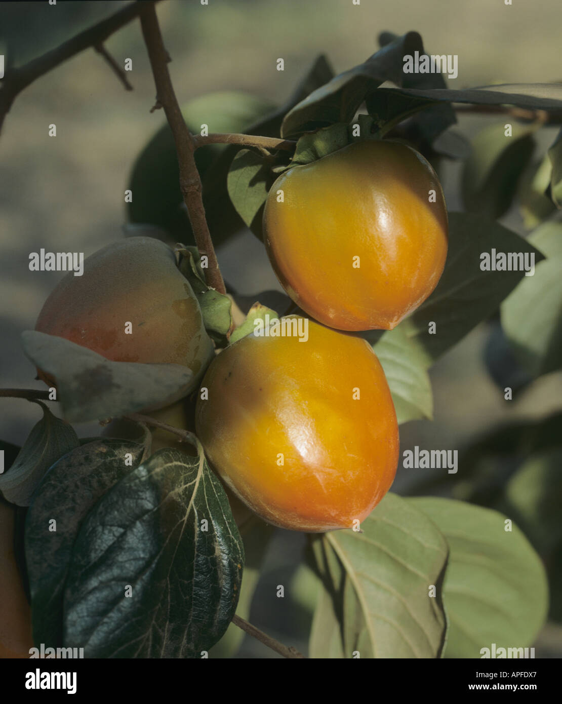 Persimmon Diospyros kaki fruit ripening on the tree California USA Stock Photo