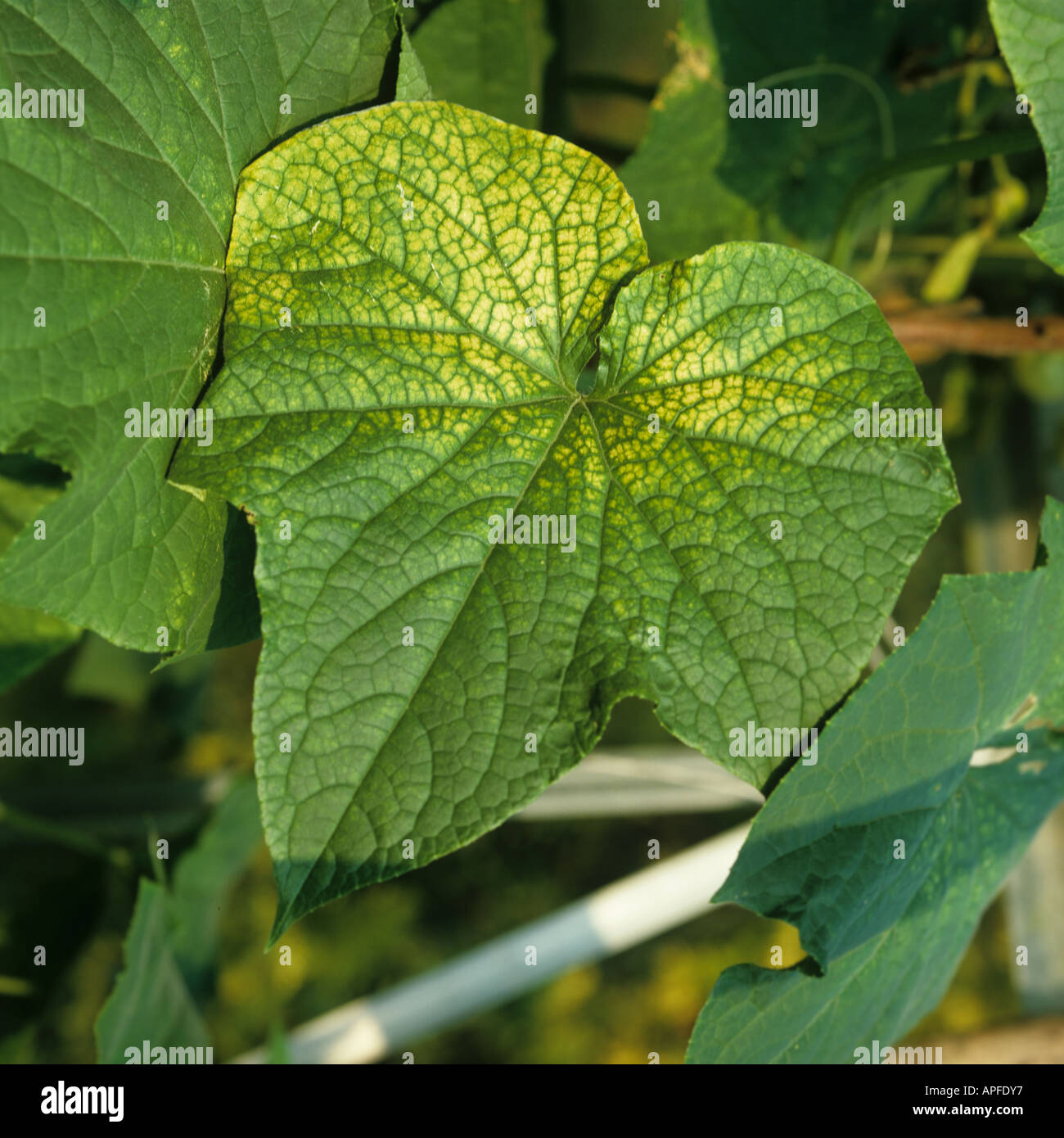 Leaf symptom of manganese deficiency Mn on a cucumber Stock Photo