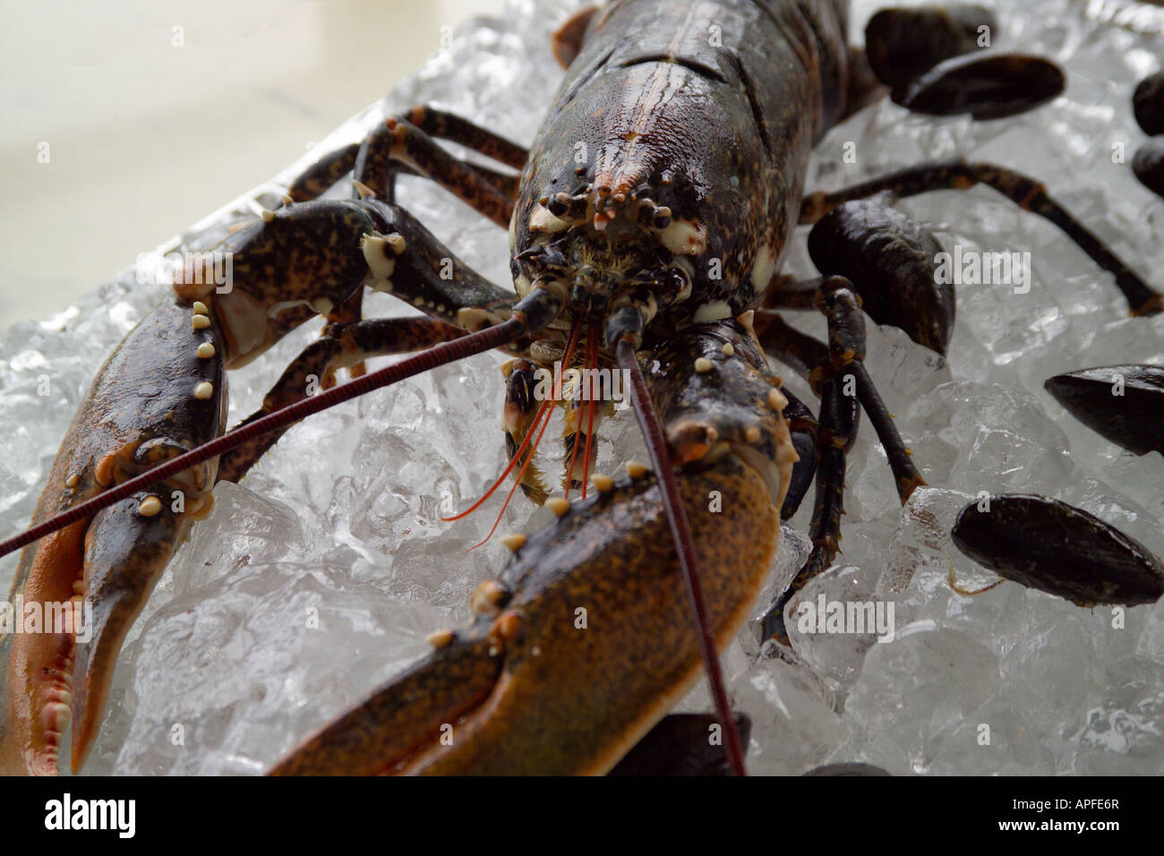 Live Lobster on Ice with Mussels Stock Photo Alamy