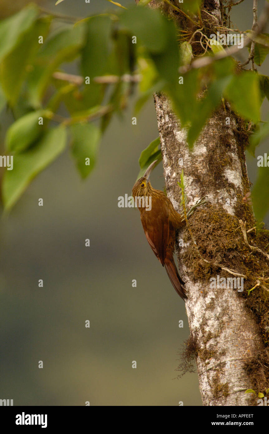 Strong-billed woodcreeper (Xiphocolaptes promeropirhynchus). Pichincha. ECUADOR South America Stock Photo