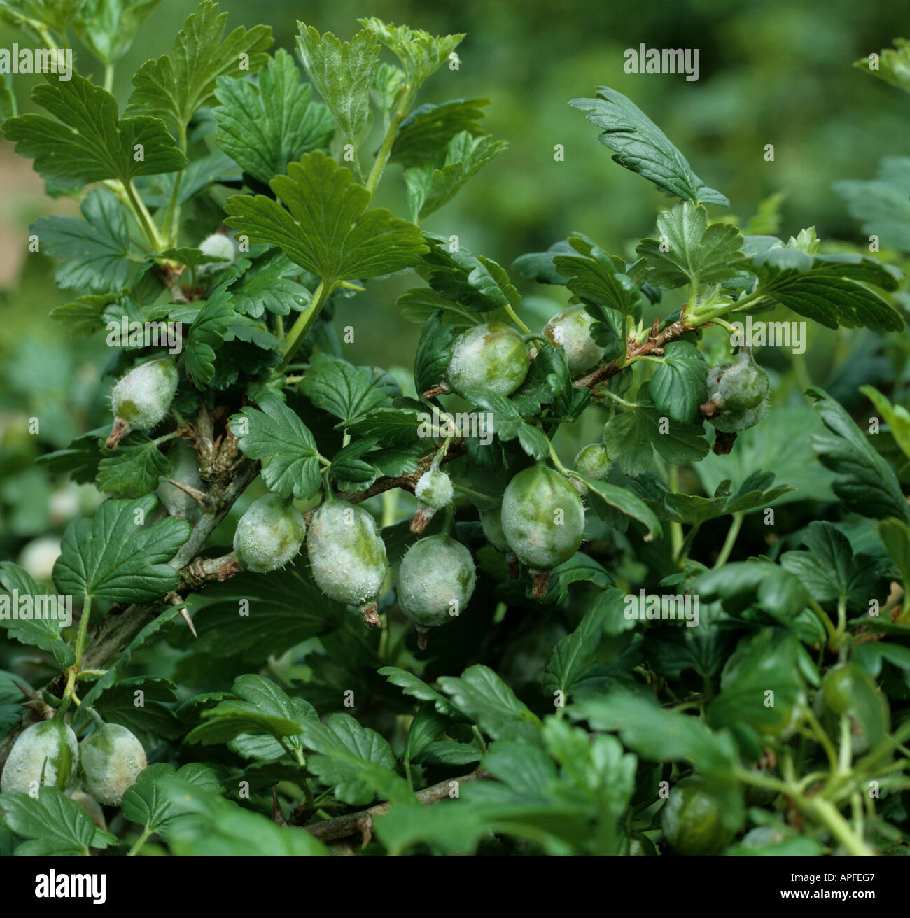 American powdery mildew Podosphaera mors uvae infection on gooseberry fruit Stock Photo