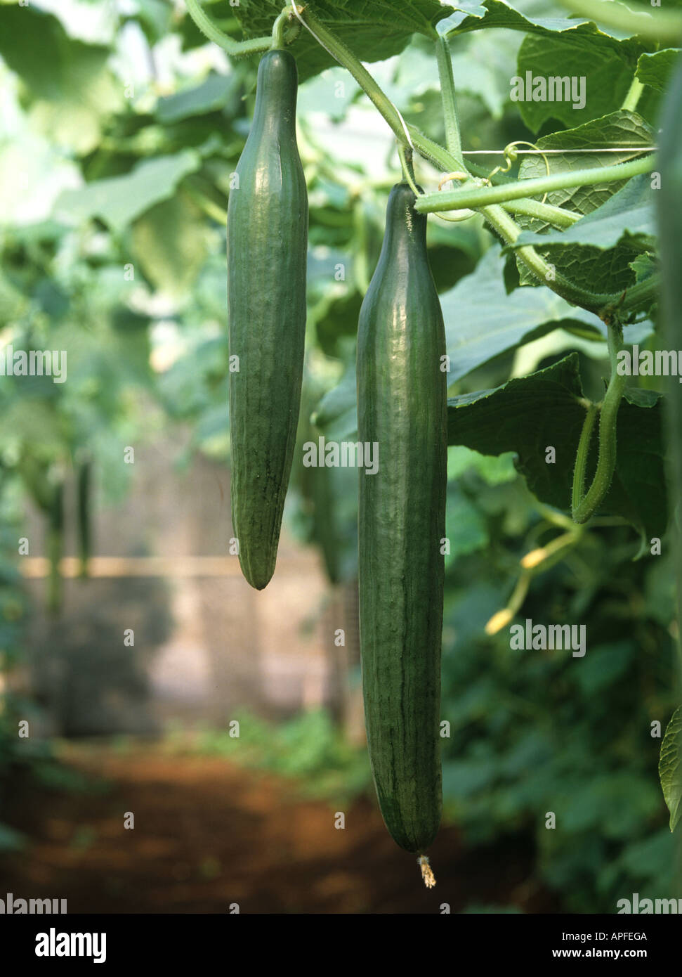 Mature cucumbers growing in a polythene house Berkshire Stock Photo