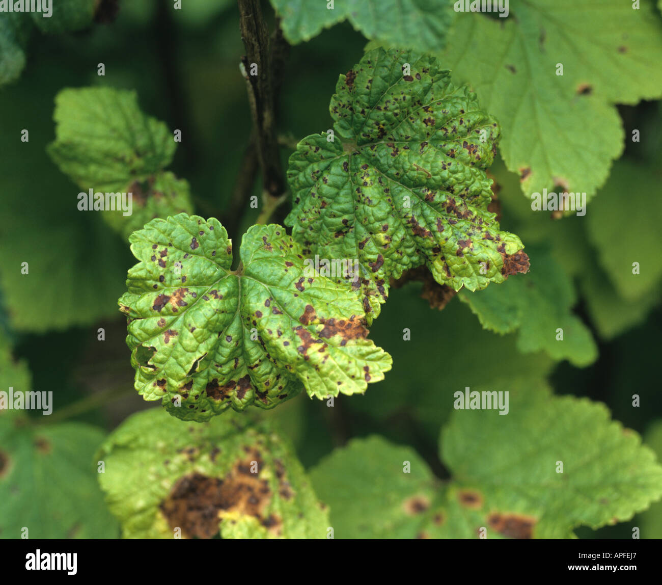 Currant leaf spot Drepanopeziza ribis discreet spotting on blackcurrant leaves Stock Photo