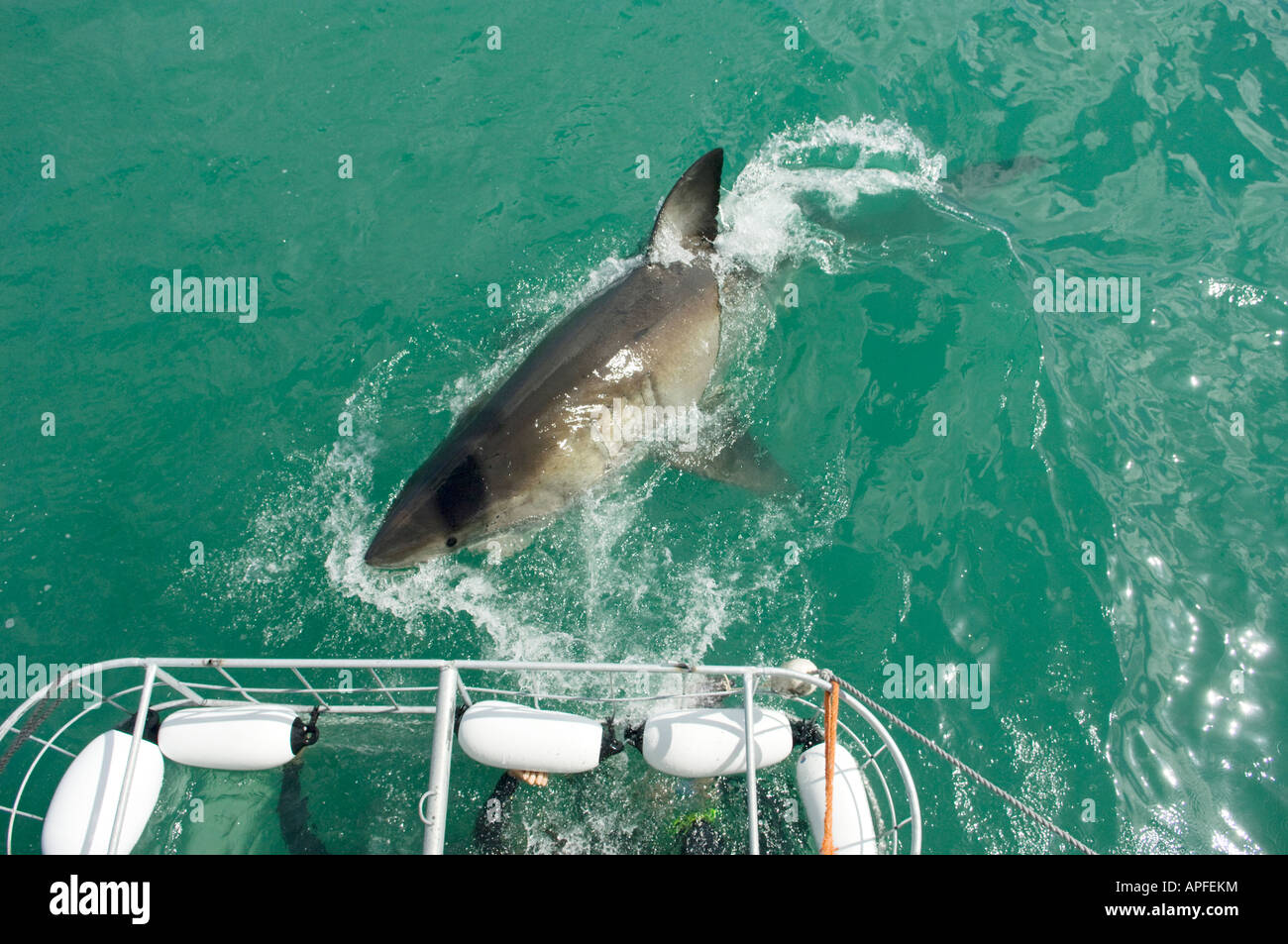 Great White Shark and shark diving cage near Cape Town, South Africa