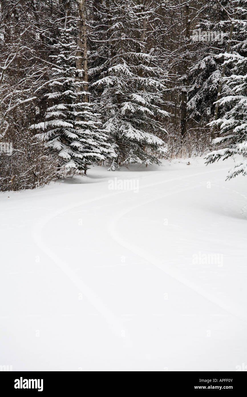 Fresh snowfall Stock Photo