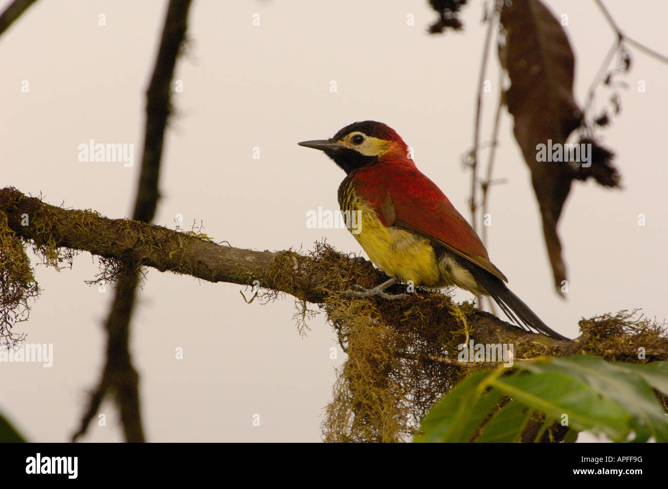 Crimson-mantled woodpecker (Piculus rivolii). Pichincha. ECUADOR South America Stock Photo