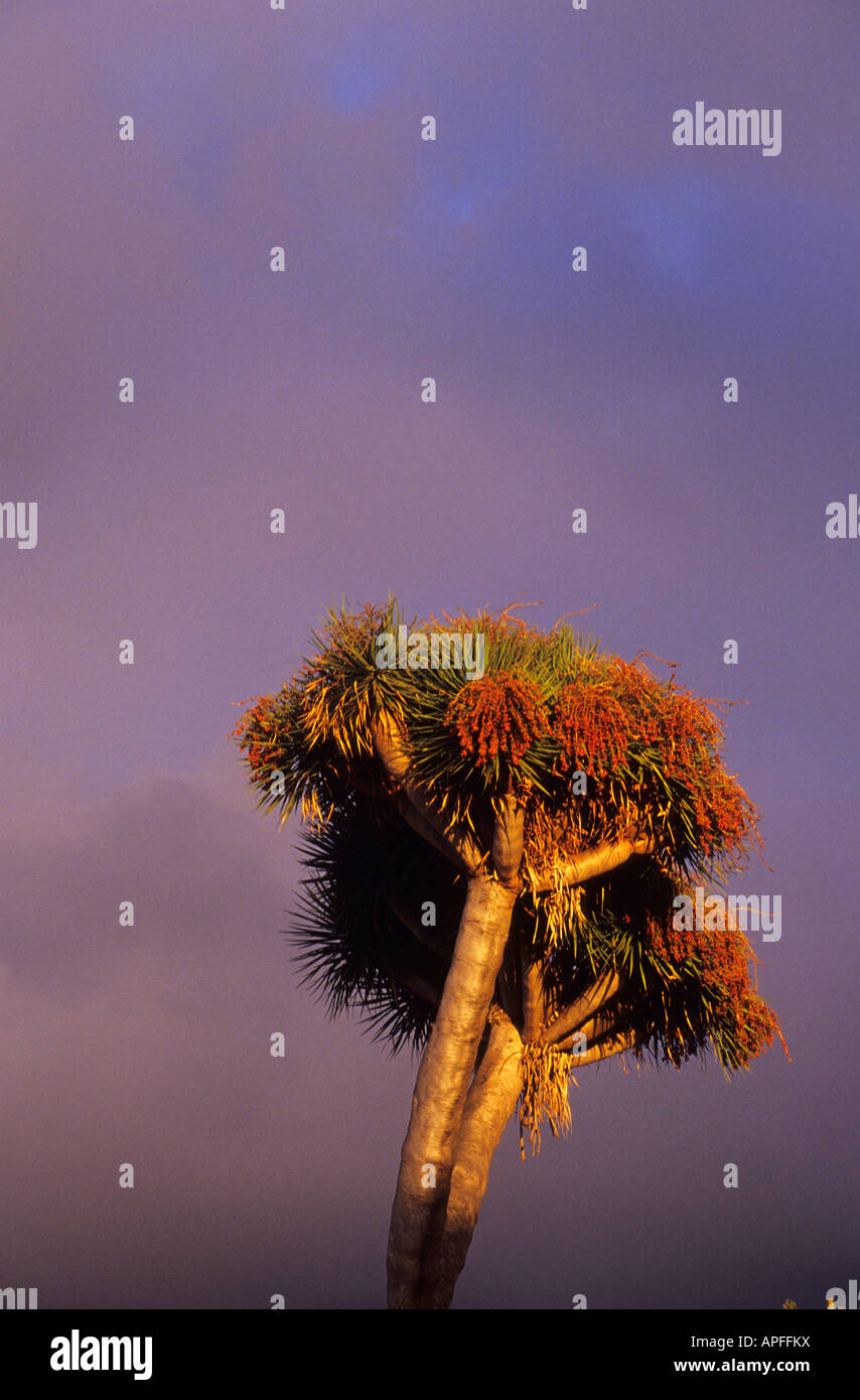 Drago tree TENERIFE ISLAND Canary Islands SPAIN Stock Photo