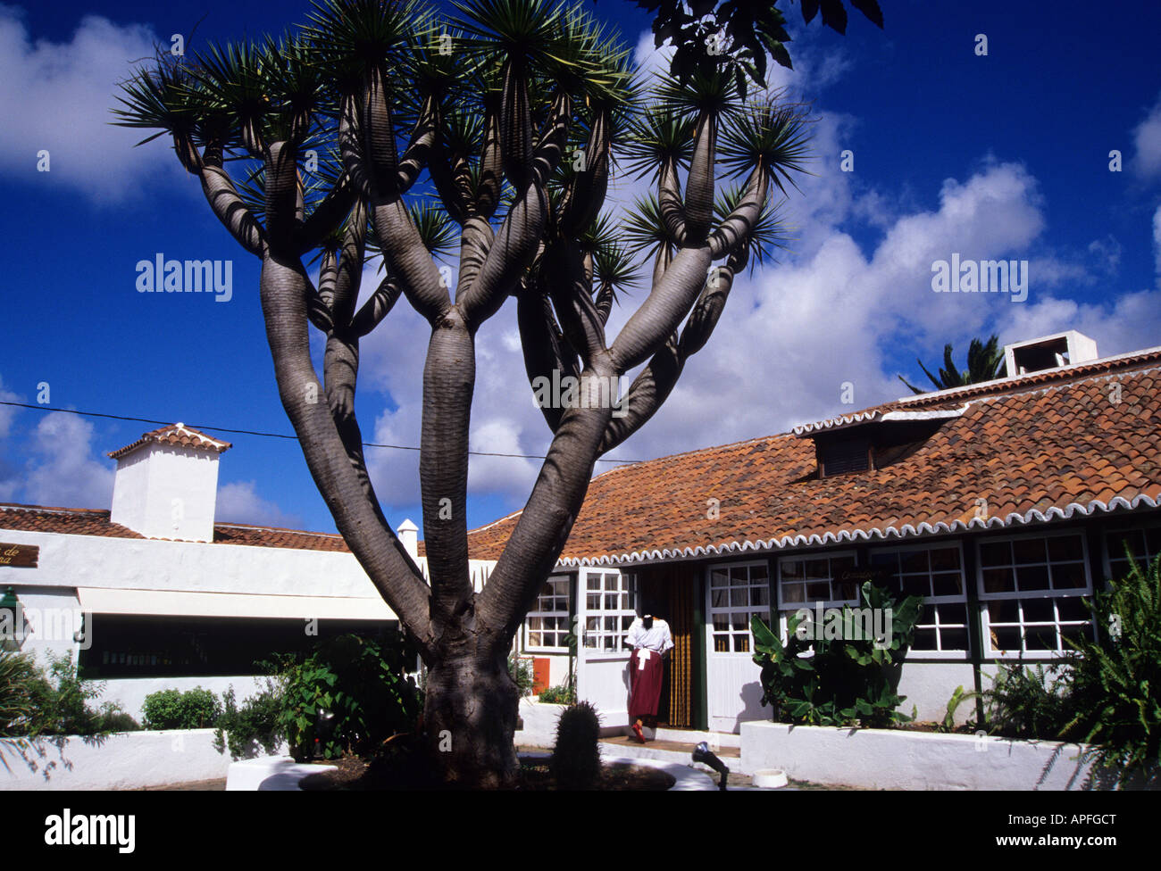 Drago tree in Drago Tavern in Tegueste TENERIFE ISLAND Canary Islands SPAIN Stock Photo