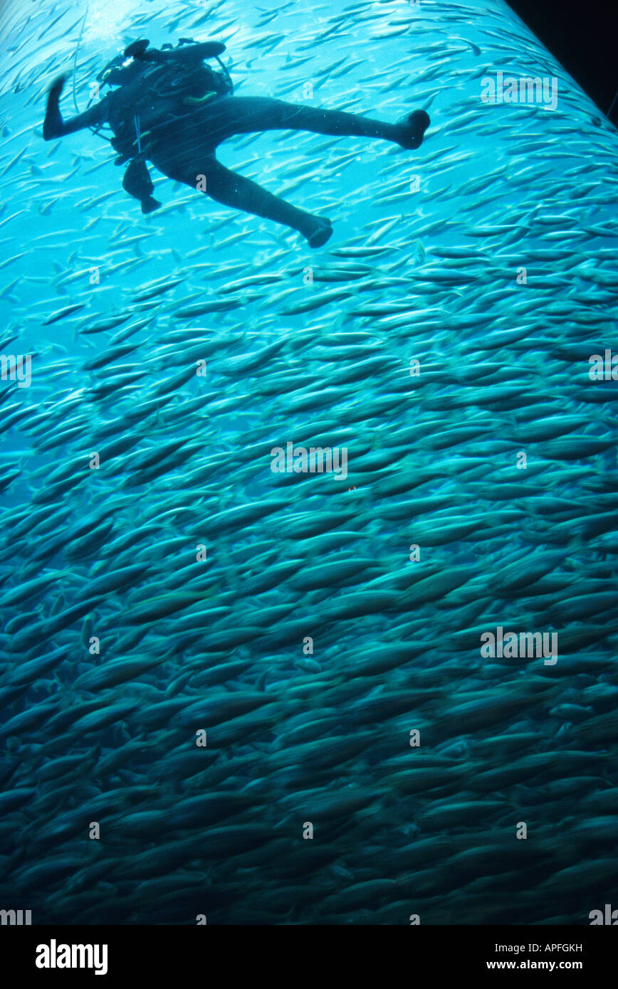 Aquarium of Boga fish in Loro Park in Puerto de la Cruz TENERIFE ISLAND Canary Islands SPAIN Stock Photo