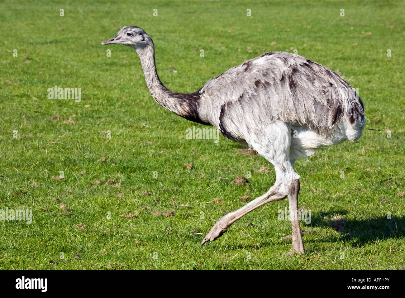 South American Greater Rhea Rhea Americana Walking On Grass Stock Photo