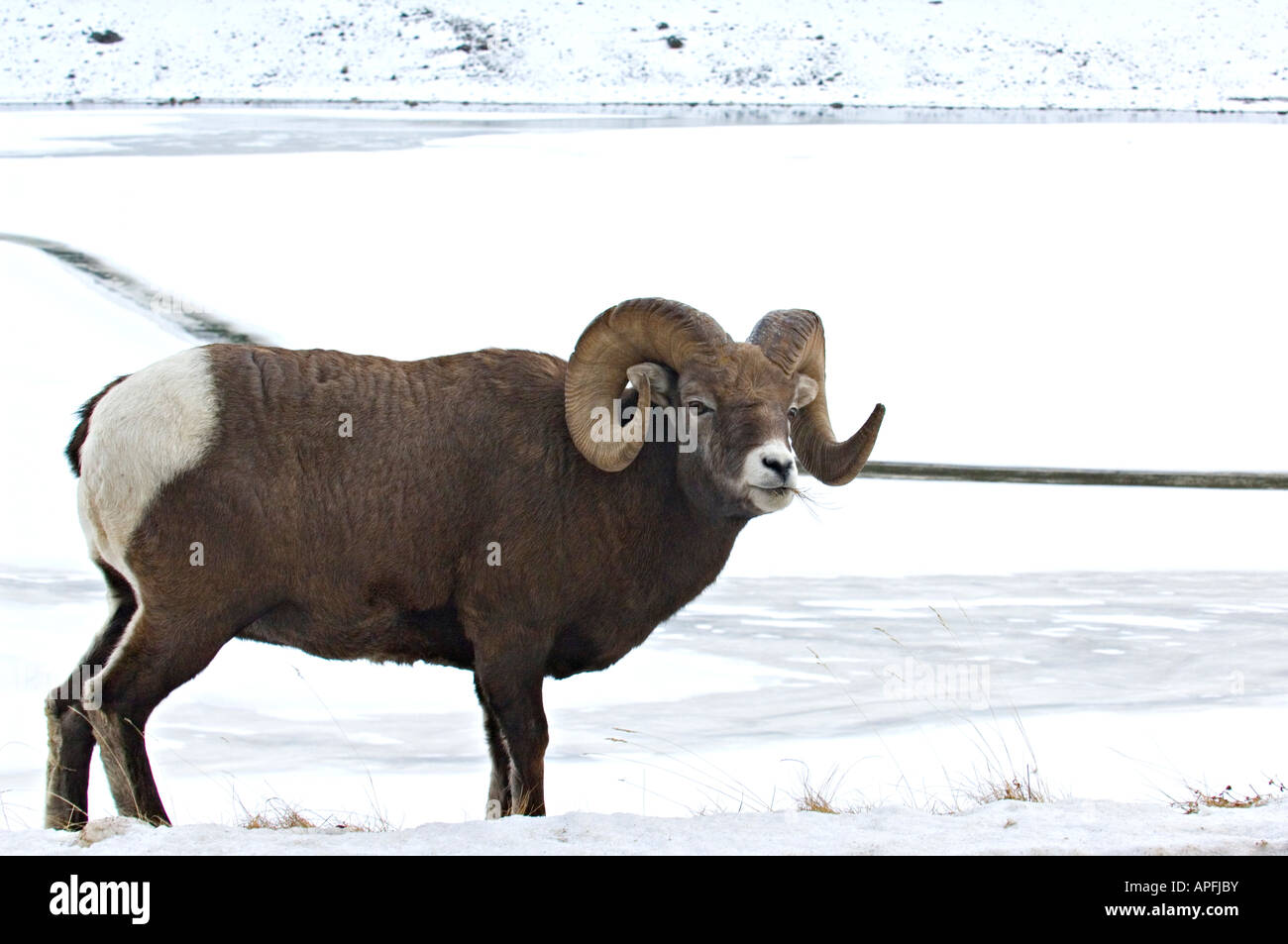 A Rocky Mountain Bighorn Sheep Stock Photo