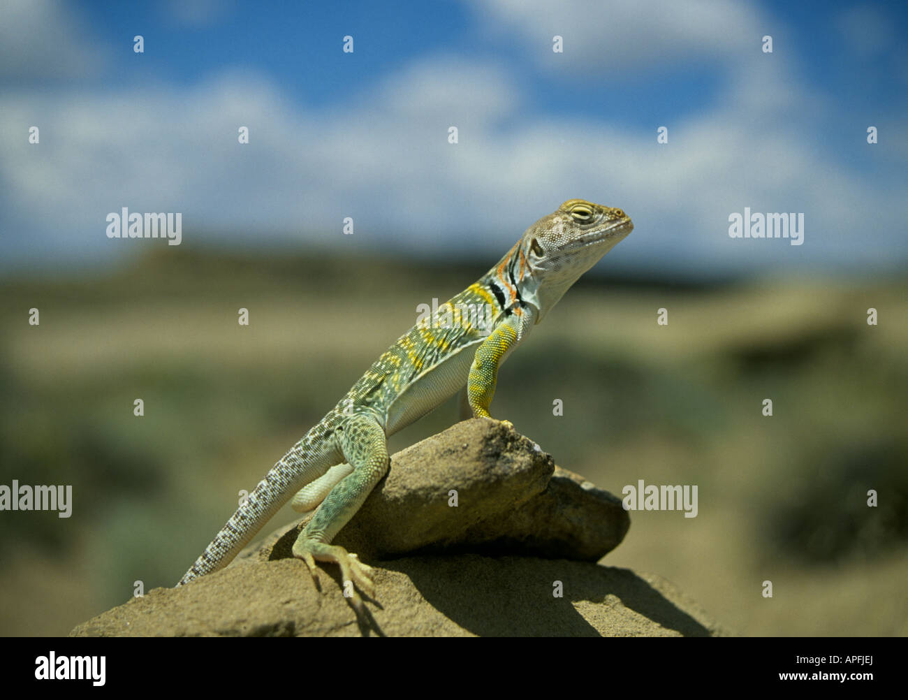 A collared lizard Crotaphytus collaris perched on a rock near Chaco Canyon New Mexico Stock Photo Alamy