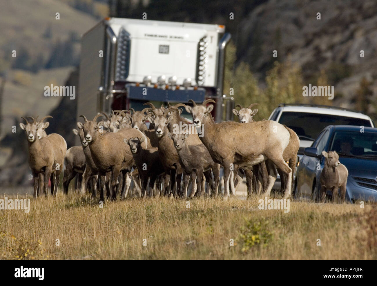 A herd of Bighorn Sheep Stock Photo