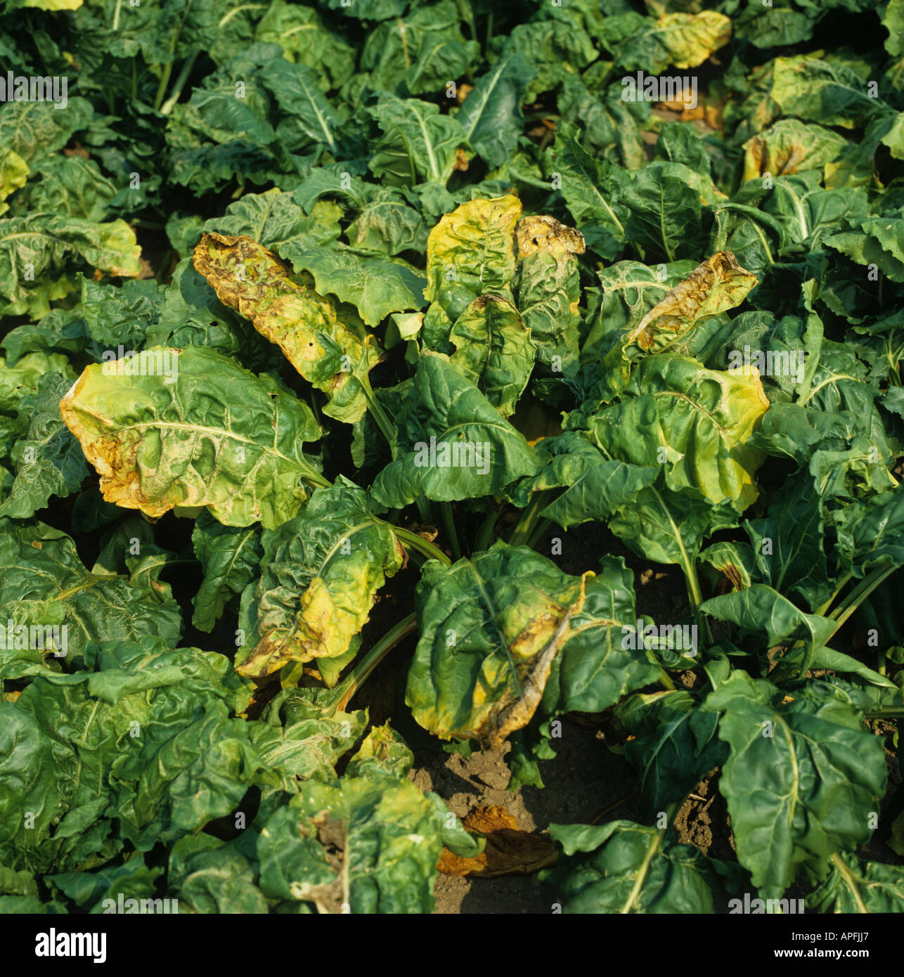 virus-yellows-sugar-beet-france-and-neonicotinoid-use