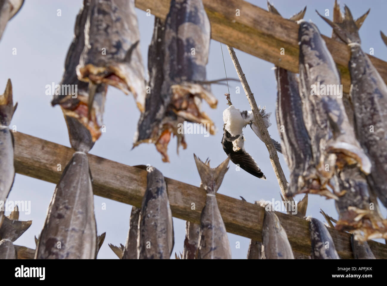 Stockfish italy hi-res stock photography and images - Alamy