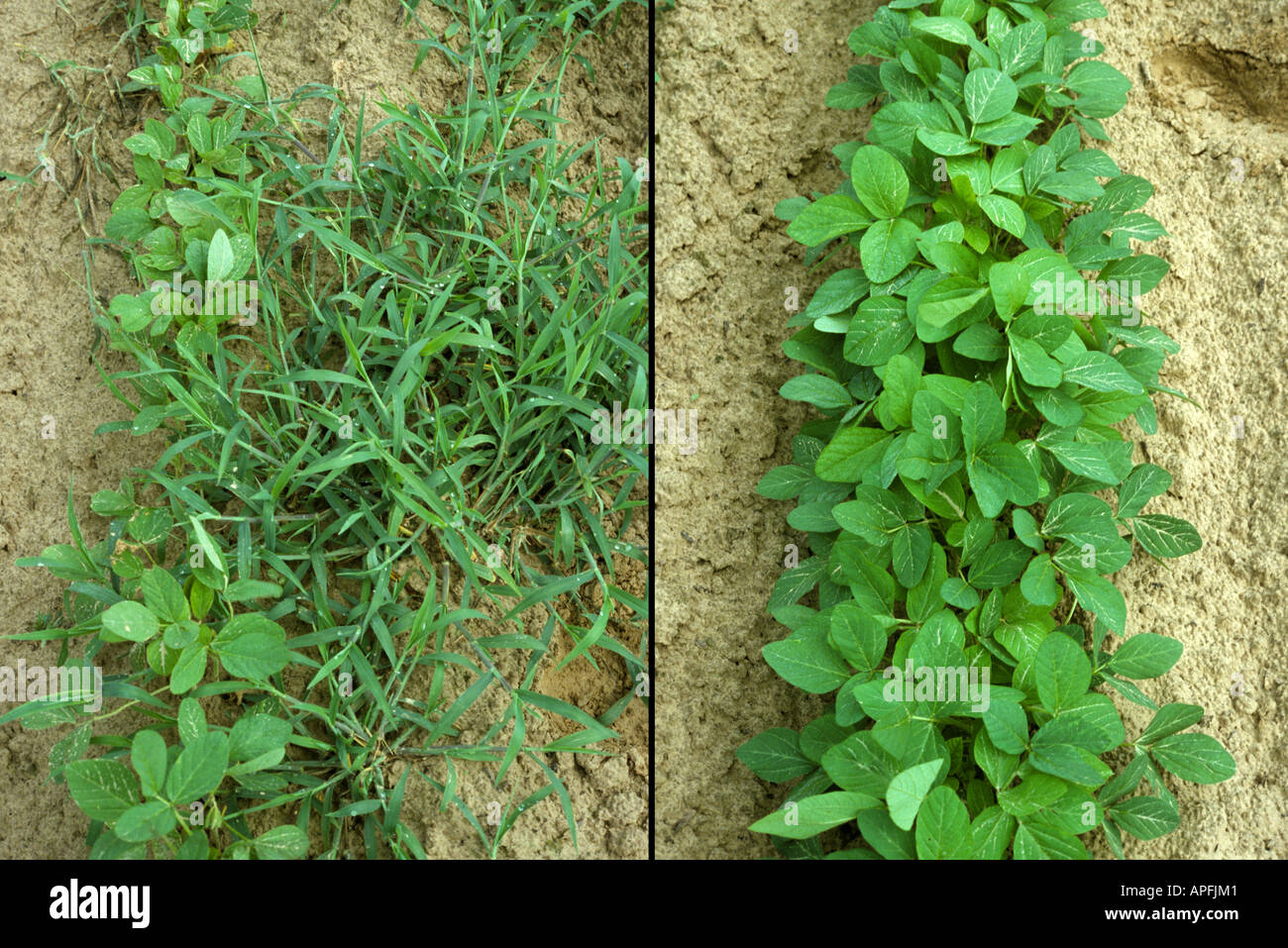 Comparison of weed control competition and soybean growth with treated and untreated crop Stock Photo